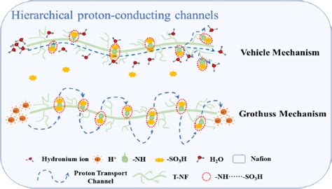 Schematic Diagram Of Possible Routes For Proton Transfer In The