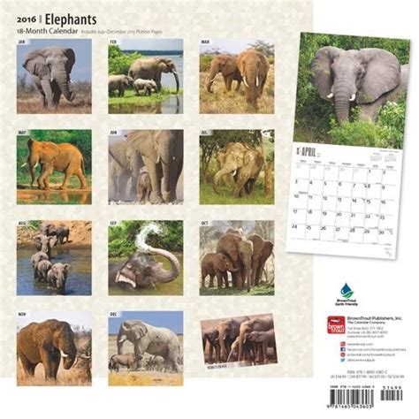 Elefante Calendarios De Pared Cons Guelos En Posters Es