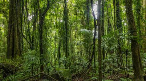 De Junio D A Internacional De Los Bosques Tropicales Instituto De