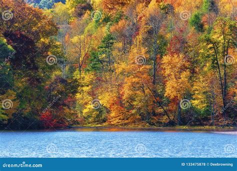 Autumn Colors Along the Shore of Bays Mountain Lake Stock Photo - Image of fall, orange: 133475878