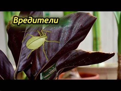 Вредители Калатеи. Как избавиться от паразитов на Калатеи. - YouTube