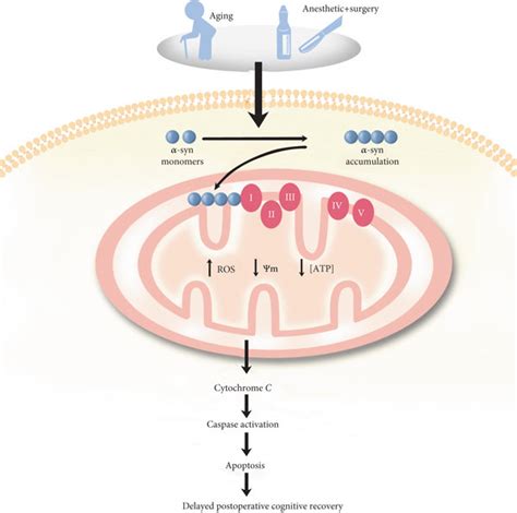 Schematic Illustration Of The Possible Toxic Mechanism Of Mitochondrial