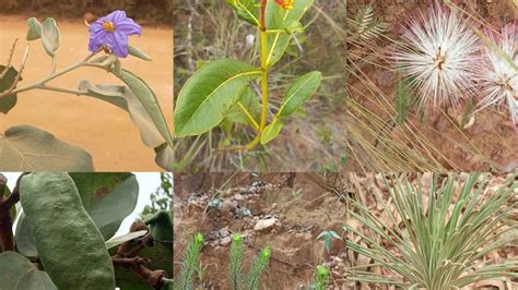 Encontrei Várias plantas Medicinais Durante Minha Caminhada Vejam