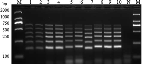 Amplified Products Of The Multiplex PCR Method During Optimization Of