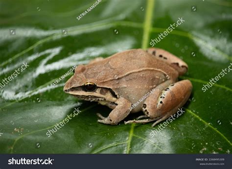 1 Tadpole Metamorphosis Comparison Images, Stock Photos, 3D objects ...