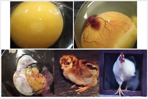 22 Foto Proses Hidup Ayam Dari Telur Hingga Mati Ini Mengharukan