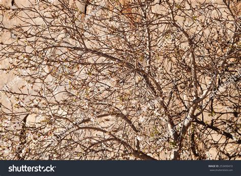 Naked Tree Background Stock Photo 253499410 Shutterstock