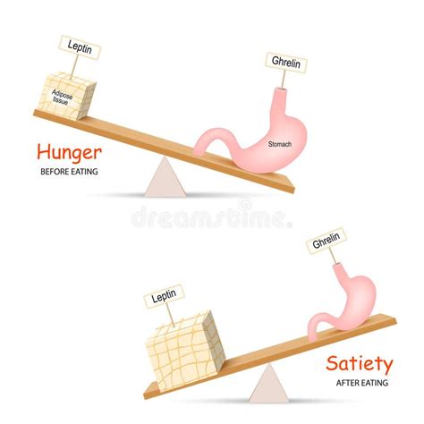 Ghrelin En Leptin Evenwichtige Hormonen Die Honger En Verzadiging