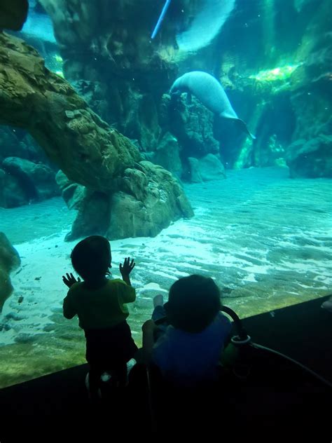 La Prima Volta Di Luna All Acquario Mentre Mamma E Pap So Flickr