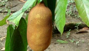 Conheça 20 Frutas Típicas do Pará - Fotos e Características!
