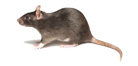 What are the Signs of a Rodent Infestation :: Western AllPest Services ...