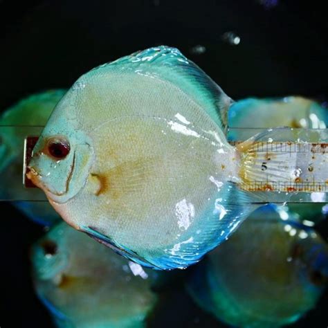 Blue Diamond Discus With Deep Blue Gene