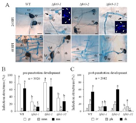 Microscopical Analysis Of The Infection Process Of The C Graminicola