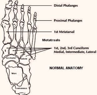 foot anatomy | Anatomy System - Human Body Anatomy diagram and chart images