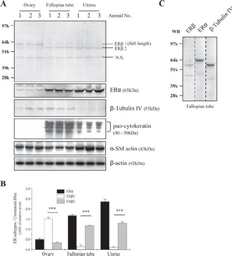 Expression Of Estrogen Receptor Er Subtypes And Cell Type Specific