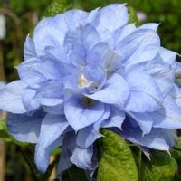 Клематис. Купить саженцы клематисов с доставкой по Украине ...