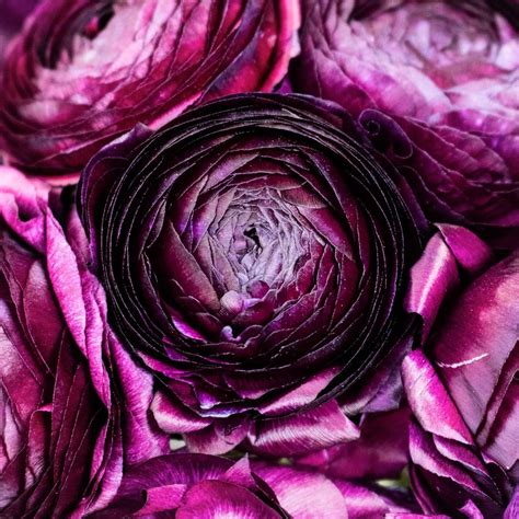 Ranunculus Flowers Fiftyflowers