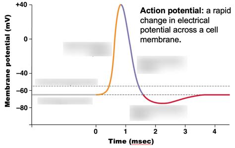 Action Potential Diagram Quizlet