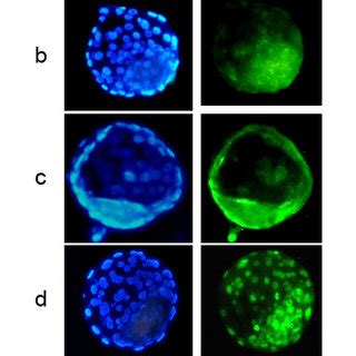 Epigenetic Profiles Of Homotype SCNT A A And B B Heterotype SCNT