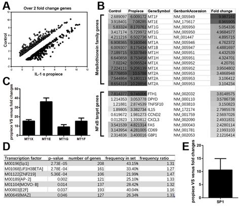 Microarray And Real Time PCR Analysis Of The Gene Expressions In