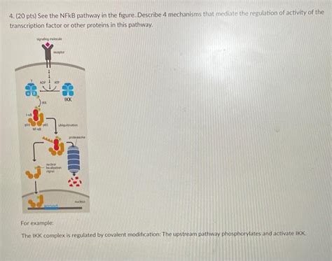 Solved 4. (20 pts) See the NFkB pathway in the figure. | Chegg.com 