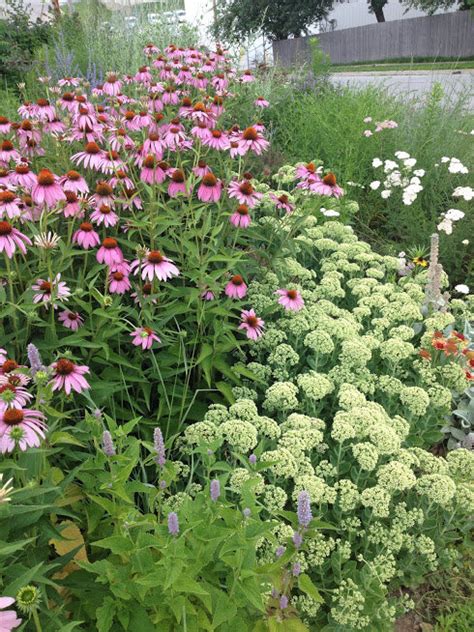 How To Grow Echinacea Purple Coneflower For The Cutting Garden The