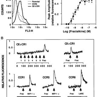 Fractalkine Specifically Inhibits Cx Cr Mediated Cell Cell Fusion