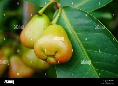 apple trees china  res stock photography  images alamy