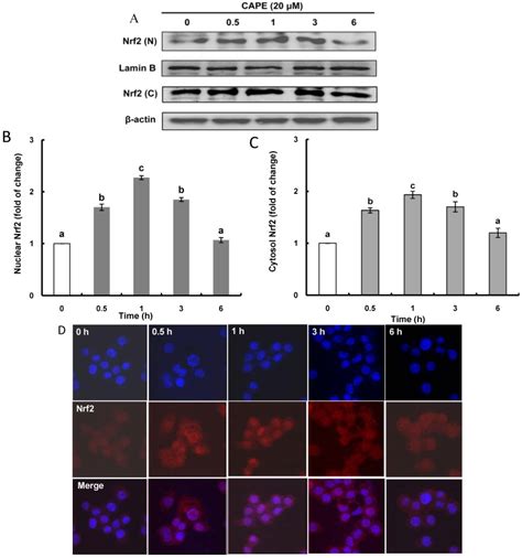 CAPE Increases Nrf2 Nuclear Transcription Factor Erythroid 2 Related