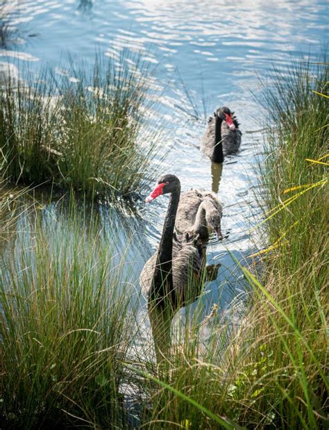 Swan lake stock photo. Image of lake, zwanenmeer, cygne - 58699548