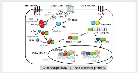 NF KB Activation Pathways Schematic View Of The Canonical Left And