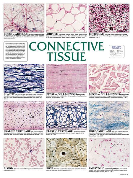 Wall Chart - Connective Tissue - Biologyproducts.com