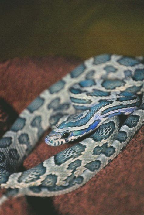 Blue Corn Snakes Blue Corn Snake By Dogdragon88 Reptile Advisor