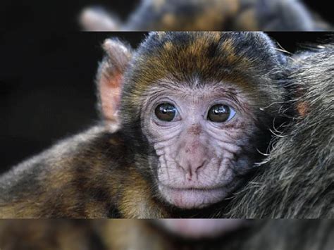 Amazing Facts Did you know If our ancestors werent monkeys a shocking ...
