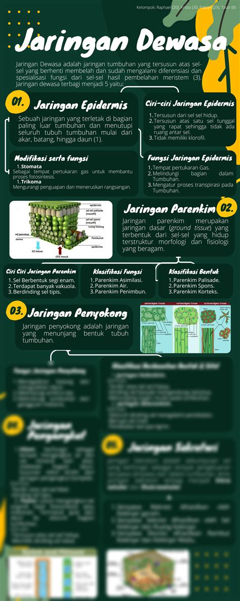 Solution Jaringan Dewasa Pada Tumbuhan Jaringan Epidermis Jaringan