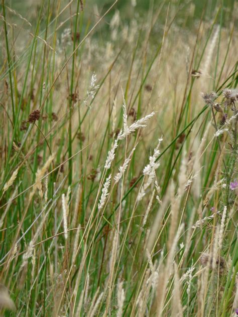 Moorland Grasses The Peak District Grass Wild Flowers Nature