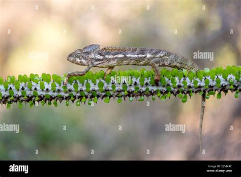 Madagascar Spiny Chameleon Hi Res Stock Photography And Images Alamy