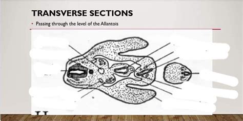 Transever section through allantois Diagram | Quizlet