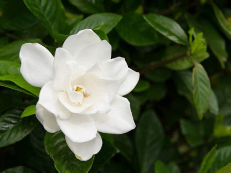 Common Gardenia Varieties - Different Types Of Gardenia Shrubs