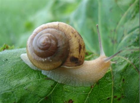 How to Get Rid of Pesky Snails DIY - Part II - Antipest BlogAntipest Blog