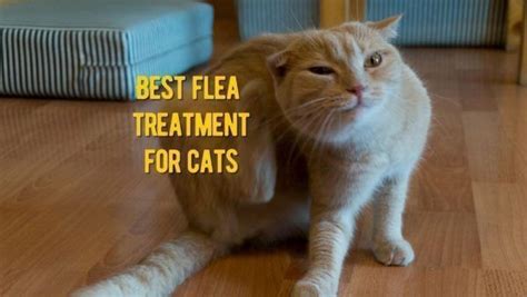 Best Flea Treatment for Cats: Vet Recommended Cat Flea Medicine