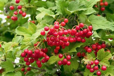 Las Bayas Rojas Maduras Del Viburnum Crecen En Un Arbusto De Viburnum