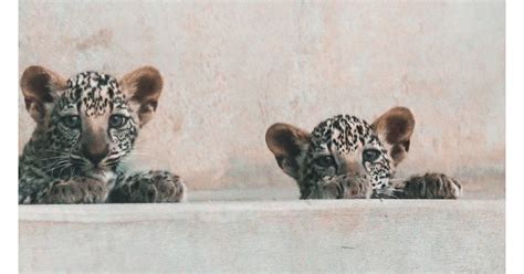 Royal Commission For Alula Welcomes Two Arabian Leopard Cubs