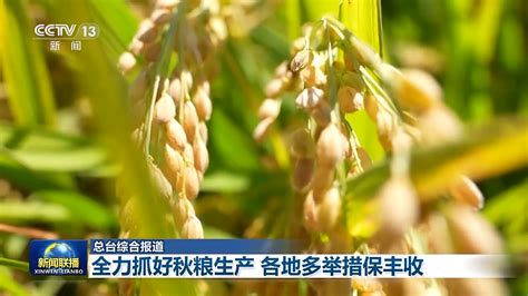 全力以赴！各地秋粮陆续成熟 多措并举保粮食丰收 看点 华声在线