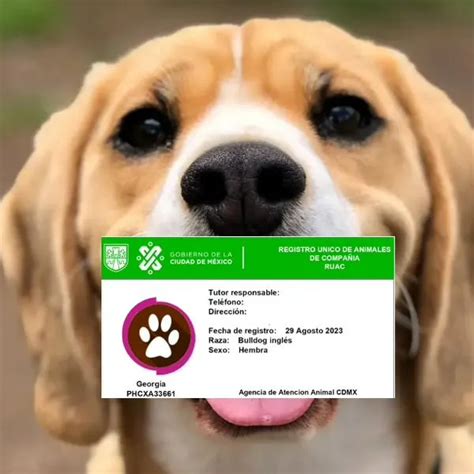 Curp Para Mascotas Ser El Nuevo Documento De Identidad Para Mascotas