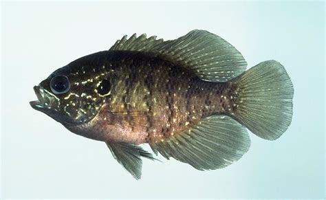 Banded Sunfish Alchetron The Free Social Encyclopedia