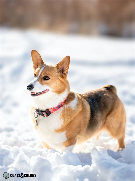 Pembroke Welsh Corgi Coat Colors | Coats and Colors