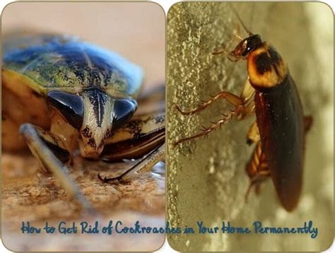 How To Get Rid Of Cockroaches In Your Home Permanently