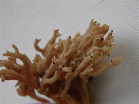 Ramaria Stricta Steife Koralle