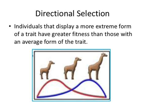 Directional Selection